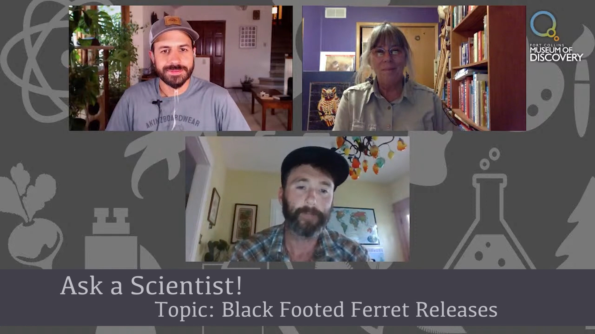 Ask A Scientist - Black-Footed Ferrets
