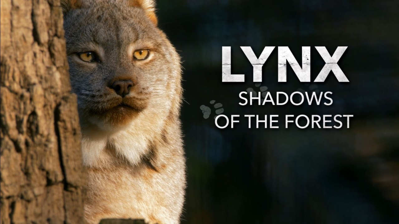 Lynx: Shadows of the Forest
